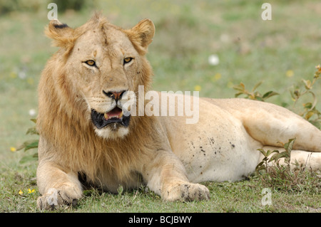 Stock photo d'un jeune homme lion reposant sur les plaines du Serengeti, Tanzanie, février 2009. Banque D'Images