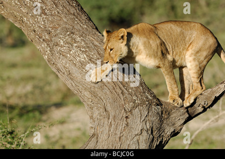 Stock photo d'une lionne dans un arbre,, Ndutu Ngorongoro Conservation Area, Tanzania, février 2009. Banque D'Images