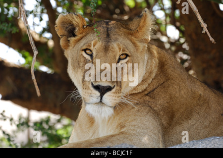 Stock photo d'une lionne reposant sur une colline, le Parc National du Serengeti, Tanzanie, février 2009. Banque D'Images