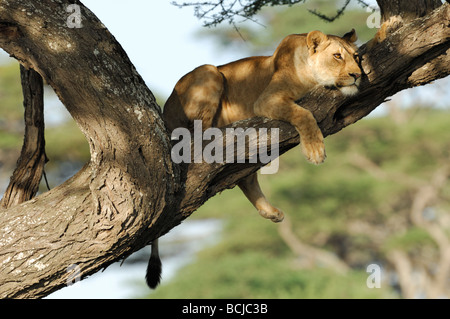 Stock photo d'une lionne dans un arbre,, Ndutu Ngorongoro Conservation Area, Tanzania, février 2009. Banque D'Images