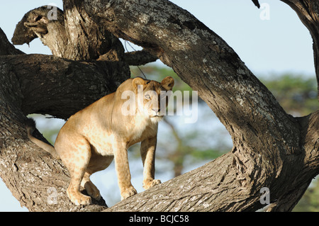 Stock photo d'une lionne dans un arbre,, Ndutu Ngorongoro Conservation Area, Tanzania, février 2009. Banque D'Images