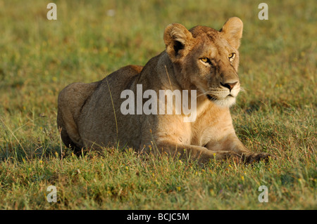 Stock photo d'une lionne en appui sur les plaines du Serengeti, Tanzanie, février 2009. Banque D'Images