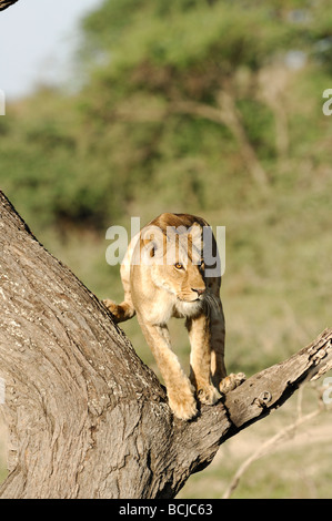 Stock photo d'une lionne dans un arbre,, Ndutu Ngorongoro Conservation Area, Tanzania, février 2009. Banque D'Images