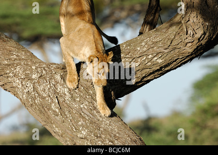 Stock photo d'une lionne dans un arbre,, Ndutu Ngorongoro Conservation Area, Tanzania, février 2009. Banque D'Images