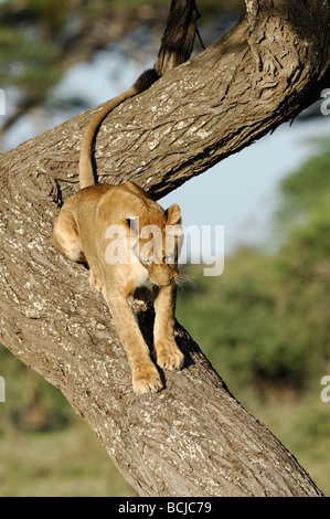 Stock photo d'une lionne dans un arbre,, Ndutu Ngorongoro Conservation Area, Tanzania, février 2009. Banque D'Images