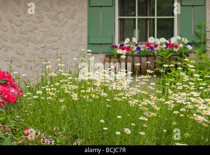 Un jardin avec marguerites shasta devant une fenêtre à l'abri de jardin Banque D'Images