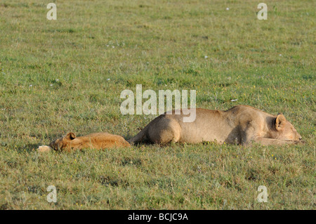 Stock photo d'une lionne en appui sur les plaines du Serengeti, Tanzanie, février 2009. Banque D'Images