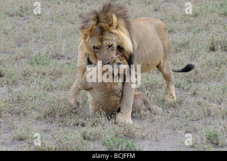 Stock photo d'un homme tuant un lion cub, Ndutu, Tanzanie, février 2009. Banque D'Images