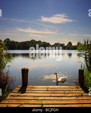 Swan et jetée. Haysden Country Park Tonbridge. Banque D'Images