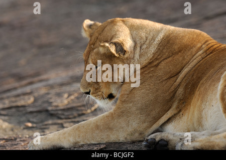 Stock photo d'une lionne reposant sur une colline, le Parc National du Serengeti, Tanzanie, février 2009. Banque D'Images