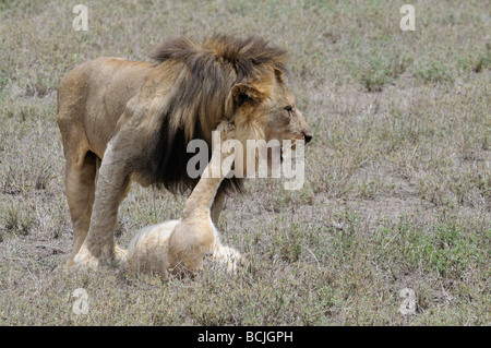 Stock photo d'un homme tuant un lion cub, Ndutu, Tanzanie, février 2009. Banque D'Images