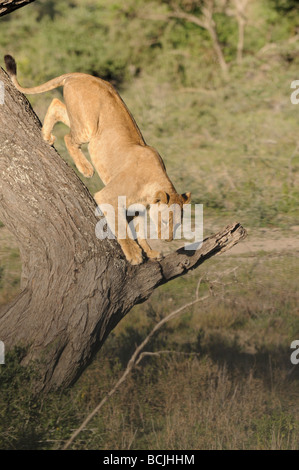 Stock photo d'une lionne dans un arbre,, Ndutu Ngorongoro Conservation Area, Tanzania, février 2009. Banque D'Images