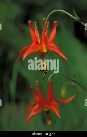 Columbine en fleur de l'ouest de l'île de l'amirauté d'été SE AK Banque D'Images