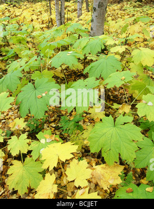 Devil's Club en couleurs d'automne Eklutna Southcentral AK Banque D'Images