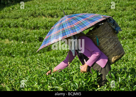 L'Inde, le Bengale occidental, Darjeeling, Happy Valley Tea Estate, femme plateau picking Banque D'Images