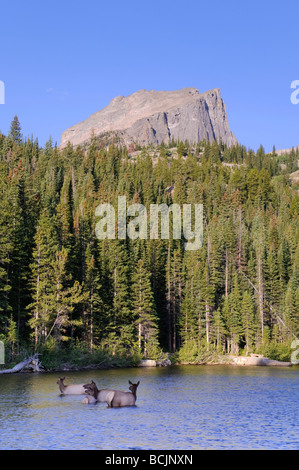 Cerfs Wapiti, Bear Lake et Hallet Peak, Rocky Mountain National Park, Estes Park, Colorado, USA Banque D'Images