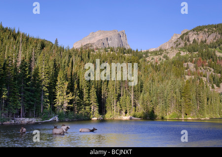 Cerfs Wapiti, Bear Lake et Hallet Peak, Rocky Mountain National Park, Estes Park, Colorado, USA Banque D'Images