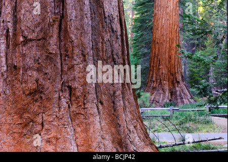 États-unis, Californie, Yosemite National Park, Mariposa Grove, Séquoias Géants Banque D'Images
