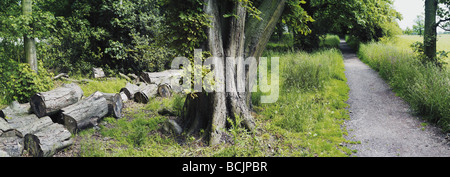 Le cœur de l'Angleterre en passant par sentier de grande forêt dans le Warwickshire Banque D'Images