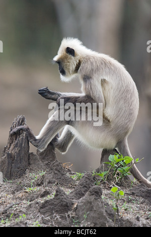 Un singe langur assis sur une souche d'arbre Banque D'Images