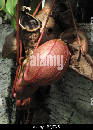 La sarracénie pourpre Nepenthes ventricosa Plantae de Philippines Banque D'Images