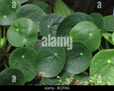 L'argent chinois Pilea Peperomioides Plante Banque D'Images