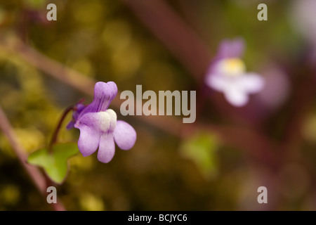 Photographie de macro à feuilles de lierre (linaire Cymbalaria muralis) Banque D'Images