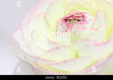 Belles renoncules blanches avec des pétales de rose embout Jane Ann Butler Photography JABP394 Banque D'Images