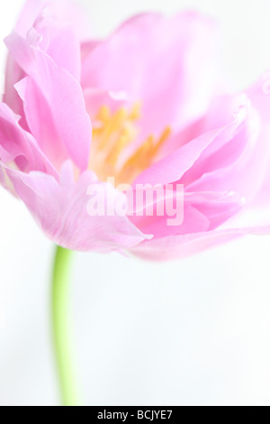 La perfection tulip lilas et freeflowing portrait ethereal fine art photography Photographie Jane Ann Butler JABP390 Banque D'Images