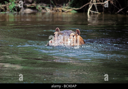 Portrait d'Hippo Hippopotame vu de lancer sur Nil Murchison Falls National Park Ouganda Afrique de l'Est Banque D'Images