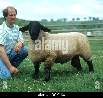 Suffolk show ram dans les enclos de ferme avec son maître Banque D'Images