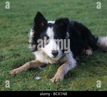 2 ans collie chien Rock Westmorland Cumbria Banque D'Images