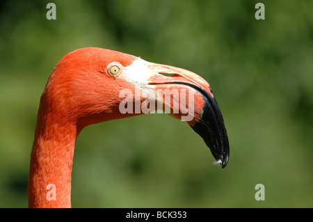 Gros plan sur un Flamingo américain également connu sous le nom de Flamingo des Caraïbes (Phoenicopterus ruber) Banque D'Images