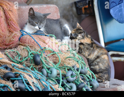 Une mère nourrit sa voiture chaton dans le village d'Anadolu Kavagi sur le Bosphore près d'Istanbul, Turquie Banque D'Images