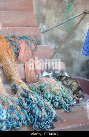 Une mère nourrit sa voiture chaton dans le village d'Anadolu Kavagi sur le Bosphore près d'Istanbul, Turquie Banque D'Images