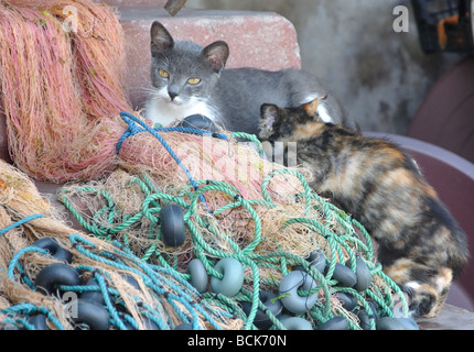 Une mère nourrit sa voiture chaton dans le village d'Anadolu Kavagi sur le Bosphore près d'Istanbul, Turquie Banque D'Images