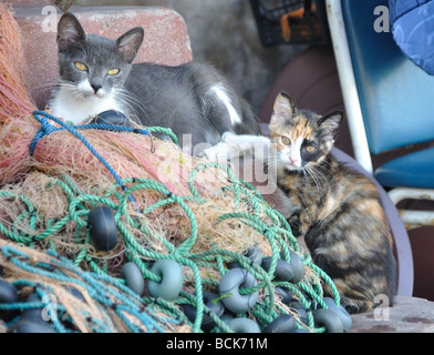Une mère nourrit sa voiture chaton dans le village d'Anadolu Kavagi sur le Bosphore près d'Istanbul, Turquie Banque D'Images