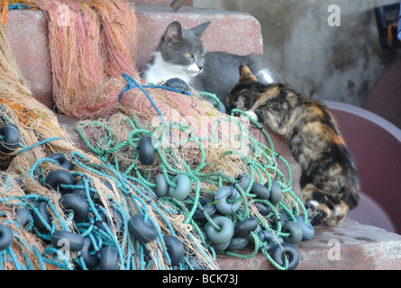 Une mère nourrit sa voiture chaton dans le village d'Anadolu Kavagi sur le Bosphore près d'Istanbul, Turquie Banque D'Images