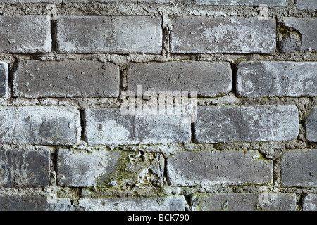 Surface d'un vieux mur de brique avec un moule gris Banque D'Images