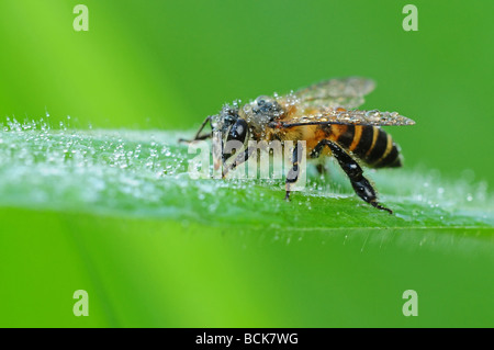 Abeille de miel et de rosée dans les parcs Banque D'Images