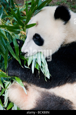 Panda géant (Ailuropoda melanoleuca) alimentation, Zoo de San Diego Banque D'Images