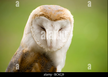 Barn Owl portrait Banque D'Images