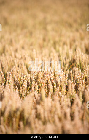 Paysage et vue sur les terres agricoles le grain de blé, France, Normandie Banque D'Images