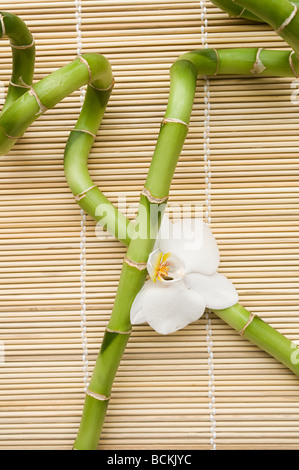 Lucky bambou et orchidée, fleur Banque D'Images