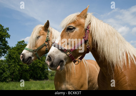 Deux Haflinger Banque D'Images