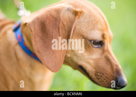 Portrait de chien teckel Banque D'Images