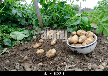 Premier début de pommes de terre nouvelles tubercules fraîchement creusé pilote Arran en Chine bol UK peut Banque D'Images