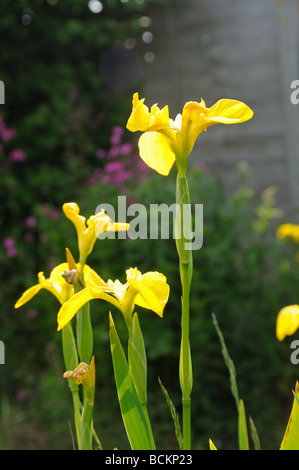 Drapeau jaune fleurs jardin Iris pseudacorus iris shot rétroéclairé de fleurs en croissance par l'étang de jardin UK peut Banque D'Images