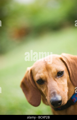 Portrait de chien teckel Banque D'Images