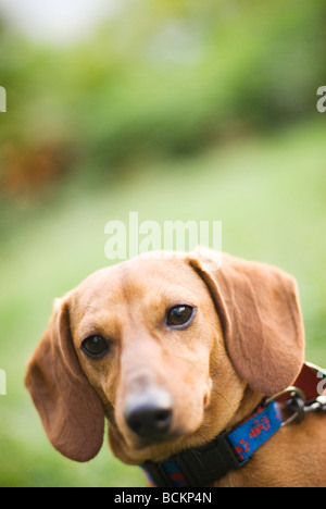 Portrait de chien teckel Banque D'Images